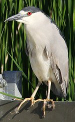 369px-Nycticorax-nycticorax-004.jpg