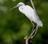 Little_Egret_(Egretta_garzetta)_in_Hyderabad_W_IMG_8461.jpg