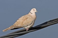 800px-Collared_Dove.jpg