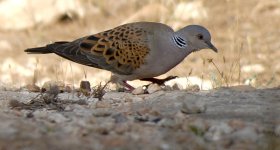 800px-Streptopelia_turtur_Pinares_de_Rostrogordo.jpg