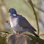 Ringeltaube1  (Columba palumbus).jpg