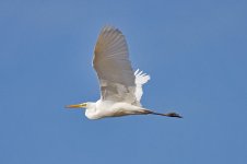 800px-Great_egret.jpg