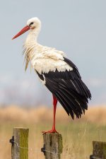 400px-Weißstorch_(Ciconia_ciconia).jpg