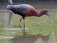 800px-Glossy_Ibis_RWD.jpg