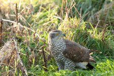 800px-Accipiter_gentilis_-Fife,_Scotland-8.jpg