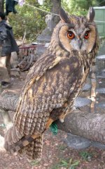 375px-Long_ear_owl_shandong.jpg