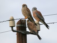 Male_and_female_Lesser_Kestrels.jpg