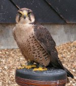 533px-Lanner_Falcon_800.jpg