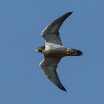 600px-Falco_peregrinus_-Morro_Rock,_Morro_Bay,_California,_USA_-flying-8.jpg