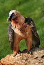 410px-Bartgeier_Gypaetus_barbatus_front_Richard_Bartz.jpg