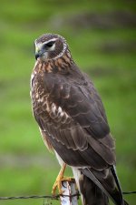 Northern_(Hen)_Harrier.jpg