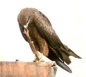 Black_Kite_I-_Kolkata_IMG_6499.jpg