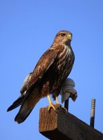 442px-Buteo_rufinus.jpg