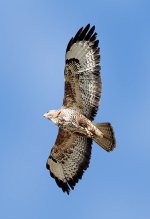 412px-Common-Buzzard.jpg