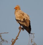 574px-Egyptian_Vulture_01.jpg