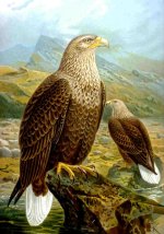 421px-Haliaeetus_albicilla_-_Naumann.jpg