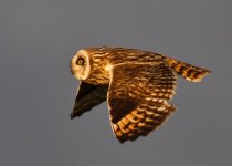 Short-eared_Owl_-_Asio_flammeus_-_Brandugla.jpg