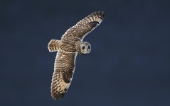 Flickr_-_Rainbirder_-_Short-eared_Owl_(Asio_flammeus)_(1).jpg