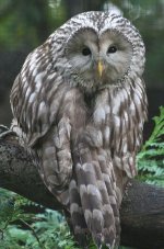 397px-Ural_Owl.jpg