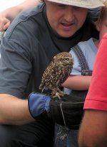 435px-Little_owl_on_hand_arp.jpg