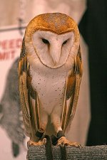 400px-Barn_Owl_http_www.raptorrehab.org_(3901475596).jpg