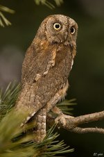 399px-Otus_scops_2_(Bohuš_Číčel).jpg