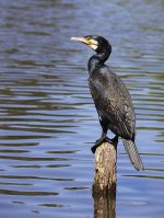 454px-Phalacrocorax_carbo_SH_0541.jpg