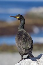 399px-Shag_Phalacrocorax_aristotelis.jpg