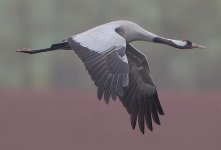 Flickr_-_Rainbirder_-_Eurasian_Crane_(Grus_grus)_(cropped).jpg