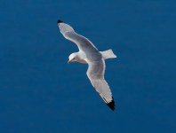 789px-Black-legged-Kittiwake.jpg