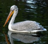 658px-Pelecanus_crispus_at_Beijing_Zoo.JPG