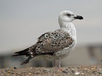 800px-Great_Black-backed_Gull_juvenile_2012RWD.jpg