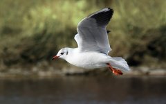 800px-Lachmöwe_Larus_ridibundus_3_Richard_Bartz.jpg