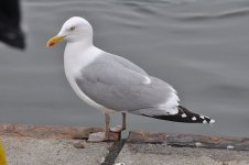 800px-Larus_argentatus_1.JPG