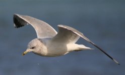 800px-Larus_canus_in_flight11.jpg