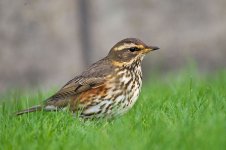 800px-Redwing_Turdus_iliacus.jpg