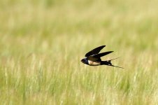 800px-Hirundo_rustica_hunting.jpg