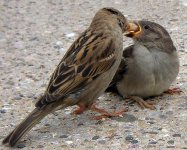 746px-Passer_domesticus_detail(loz).jpg 746px-Passer_domesticus_detail(loz).jpg