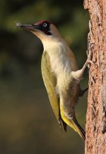 Grünspecht (Picus viridis Зелёный дя.jpg Grünspecht (Picus viridis Зелёный дя.jpg