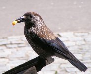 Tannenhäher (Nucifraga caryocatactes) Кедровк
.jpg Tannenhäher (Nucifraga caryocatactes) Кедровк
.jpg