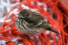 800px-Anthus_pratensis.jpg