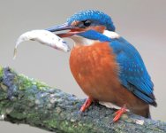 750px-Eisvogel_mit_Beute.jpg 750px-Eisvogel_mit_Beute.jpg