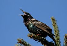 STURNUS_VULGARIS.JPG