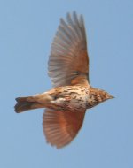 476px-Song_Thrush_(Turdus_philomelos)_in_flight.jpg