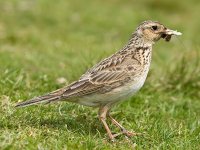 800px-Skylark_2,_Lake_District,_England_-_June_2009.jpg 800px-Skylark_2,_Lake_District,_England_-_June_2009.jpg