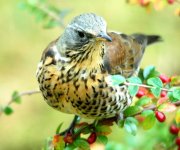 718px-Turdus_pilaris_(no).JPG 718px-Turdus_pilaris_(no).JPG