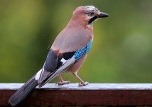 Eichelhäher (Garrulus glandarius) Со́йка (та.jpg