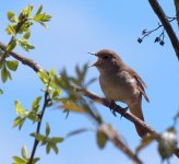 655px-Rossinyol_04_(Luscinia_megarhynchos).jpg 655px-Rossinyol_04_(Luscinia_megarhynchos).jpg