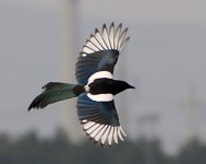Elster (Pica pica).jpg Elster (Pica pica).jpg