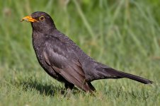 Amsel  (Turdus merula) Чёрный дроз&#.jpg